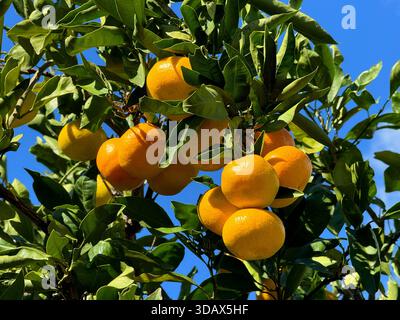Mandarini sull'albero di mandarino in frutteto Foto Stock