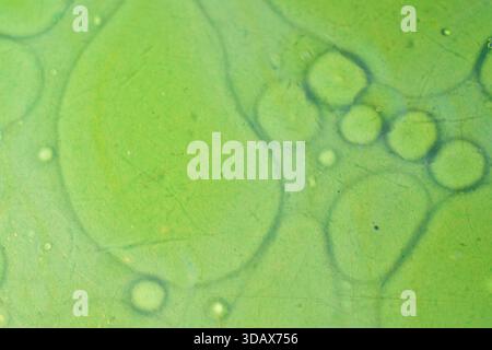 Macro astratta verde di bolle d'olio sull'acqua, creando motivi circolari morbidi e linee organiche fluenti per sfondi creativi. Foto Stock