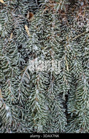 primo piano di aghi di pino verde smerigliati appesi all'albero sempreverde Foto Stock