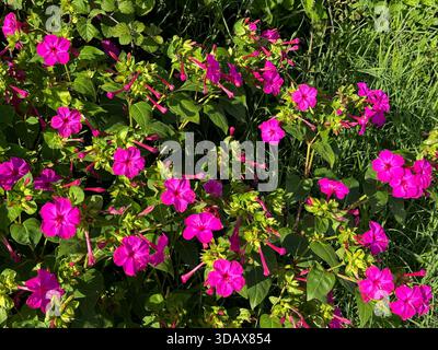 Mirabilis jalapa quattro fiori di oclock o meraviglia del Perù Foto Stock