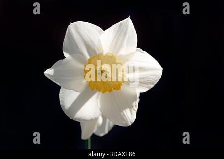 Un unico fiore bianco con un centro giallo. Il fiore si trova al centro dell'immagine ed è circondato da uno sfondo scuro Foto Stock