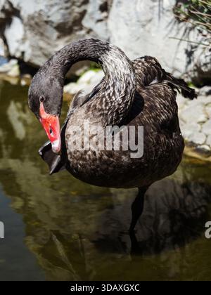 Un cigno nero sta in piedi in un corpo d'acqua. Il cigno sta guardando la telecamera Foto Stock