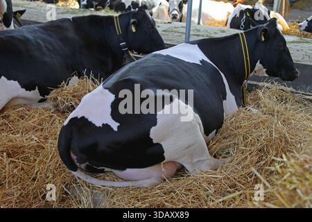 Grandi mucche nere e bianche sdraiate nel fienile della fattoria Foto Stock
