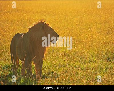 Leone maschio di grossa taglia (Panthera leo) che cammina verso la macchina fotografica nel bagliore dorato dell'alba a Masai Mara Conservancies, Greater Mara, Kenya, Africa Foto Stock