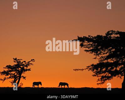 Due Zebra delle pianure (Equus quagga) si staglia all'orizzonte contro il cielo arancione tra alberi iconici all'alba a Mara Conservancies, Kenya, Africa Foto Stock