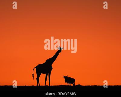 Sagoma di giraffa (Giraffa camelopardalis tippelskirchi), con la coda che scorre nella luce dorata dell'alba e gnu sullo skyline di Maasai Mara, Kenya, Africa Foto Stock