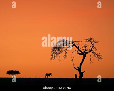 Single Plains Zebra (Equus quagga) si staglia all'orizzonte contro il cielo arancione tra alberi iconici all'alba a Mara Conservancies, Kenya, Africa Foto Stock