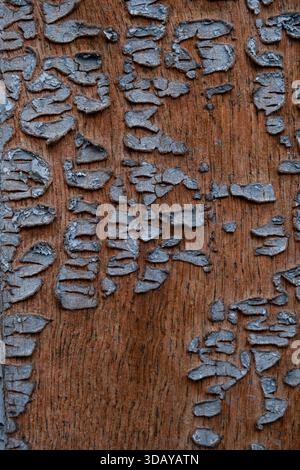 Dettaglio di vernice blu sbucciata su una vecchia superficie rustica in legno Foto Stock