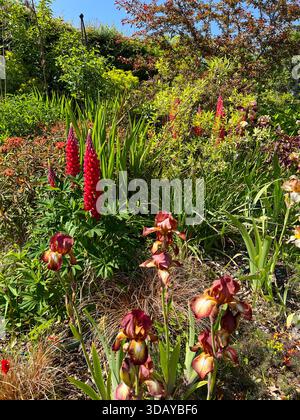 Vivaci lupini rossi e Iris barbuti nel cottage inglese al confine con il giardino Foto Stock