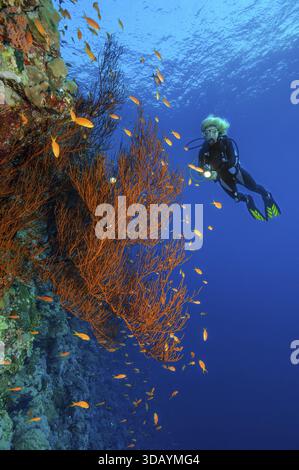 Foto subacquea di corallo nero (Antipathes dichotoma) che cresce su una ripida parete al largo della barriera corallina, in sottofondo immergiti con un piccolo lampo sott'acqua Foto Stock