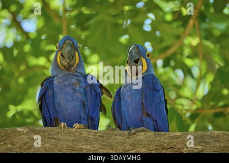 Due pappagalli blu su un ramo con foglie verdi profonde sullo sfondo, colori vivaci, Macao Giacinto (Anodorhynchus hyacinthinus), Pantanal, UNESCO Bio Foto Stock
