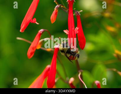 Una Bumblebee di caccia con un grande cestino di polline che raccoglie nettare e polline dai vivaci fiori di Firecracker Penstemon. Foto Stock