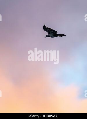 Aquila calva che vola all'alba Haliaeetus leucocephalus che vola all'alba - rapitore / uccello preda negli Stati Uniti Foto Stock