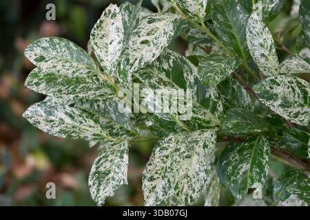 Cherry Laurel Prunus laurocerasus "Marbled White" Foto Stock