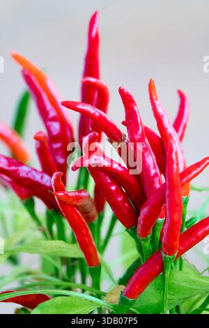 Peperoncini rossi maturi di Poinsettia, Capsicum annuum "Poinsettia" su una pianta, primo piano Foto Stock