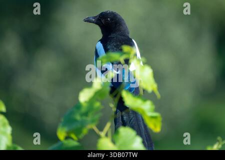 Magpie eurasiatiche, Pica pica, magpie comuni Foto Stock