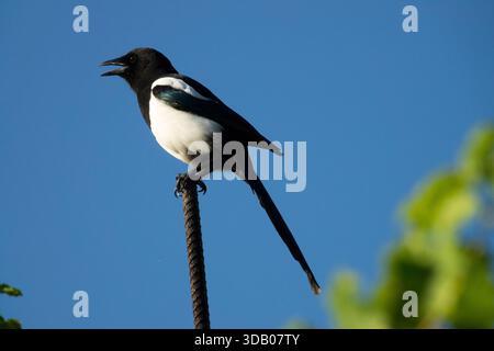 Magpie eurasiatiche, Pica pica, magpie comuni su bastoncino metallico Foto Stock