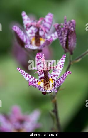 Toad Lily Flower Foto Stock