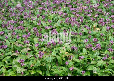Toad Lily Garden Flowers Tricyrtis formosana Foto Stock