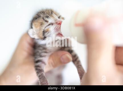 Cucciolo per l'allattamento con un biberon di latte. Foto Stock
