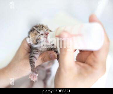 Una donna gentile sta dando da mangiare al suo gattino bianco-marrone con un biberon di latte. Foto Stock