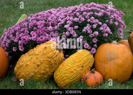 Natura morta autunnale: Zucche e sciroppi in fiore Foto Stock