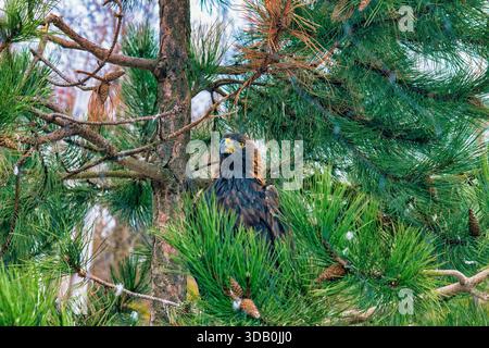 Eagle in Tree - vari Foto Stock