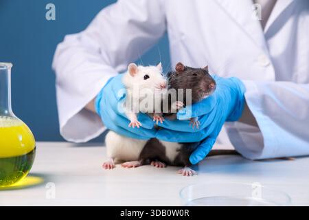 Scienziato che lavora con i topi al tavolo di legno bianco in laboratorio, primo piano Foto Stock