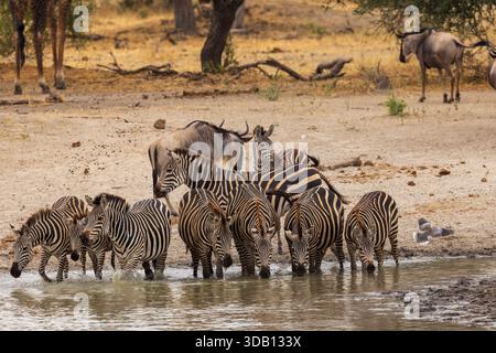 Zebra comune (Equus quagga) in una pozza d'acqua nel Parco Nazionale del Tarangire, Tanzania Foto Stock