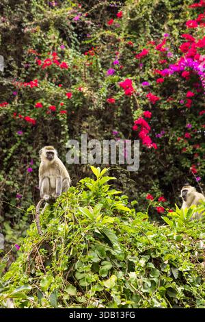 Vervet Monkey (Cercopithecus aethiops) si nutre ad Arusha, Tanzania Foto Stock
