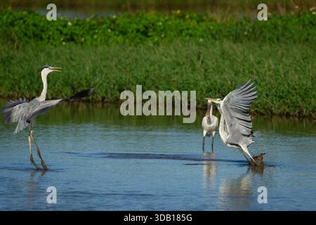 Due Grey Herons stanno avendo una disputa territoriale, e un Eurasian Spoonbill sta guardando Foto Stock