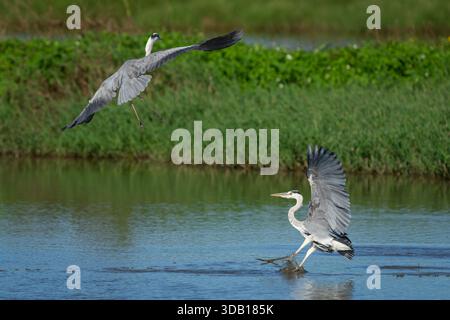 Due Grey Herons stanno avendo una disputa territoriale Foto Stock