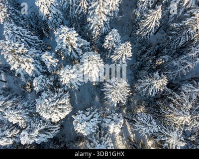 Vista aerea della foresta di conifere ricoperta di neve nella Foresta Nera - paesaggio invernale dall'alto Foto Stock