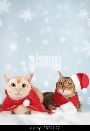 Gatti di Natale in abiti rossi e cappelli di Babbo Natale in uno sfondo minimalista. Un divertente ritratto di un paio di gatti crea un'atmosfera accogliente e festosa Foto Stock
