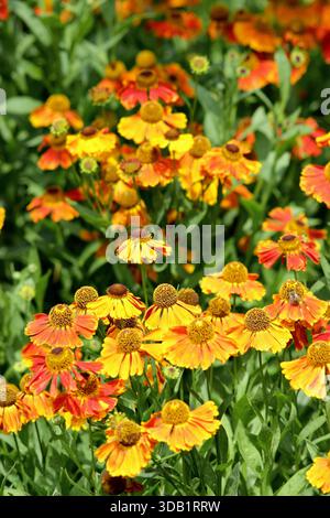Helenium Mardi Gras, lunga fioritura erbacea perenne chiamata anche starnuzalga. primo piano, cornice di riempimento, sfondo, verticale Foto Stock