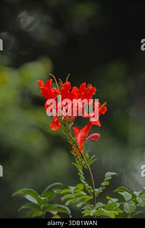 Cape Honeysuckle Tecomaria capensis 16671 Foto Stock