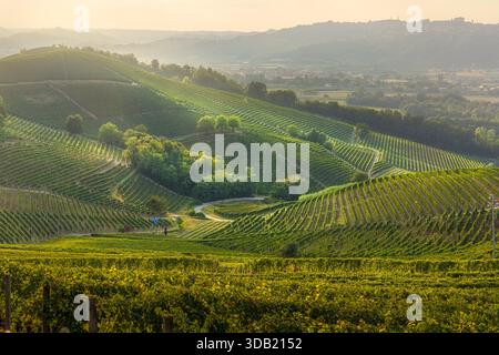 Vista panoramica delle colline delle Langhe Roero UNESCO a Barbaresco, Piemonte, Italia. I vigneti dominano il primo piano, che conduce alla storica h Foto Stock