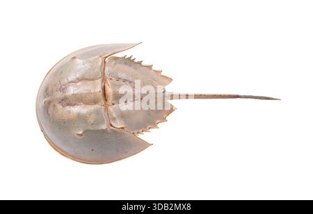 Vista dorsale del Limulus polyphemus che mostra l'anatomia di un fossile vivente, campione del museo del granchio a ferro di cavallo Foto Stock