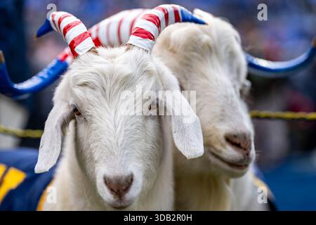 Baltimora, Stati Uniti. 13 dicembre 2025. Bill the Goat guarda prima della 126a partita Army-Navy tra i Navy Midshipmen e i Black Knights dell'Army West Point allo M&T Bank Stadium di Baltimora, Maryland, sabato 13 dicembre 2025. Foto di Bonnie Cash/UPI credito: UPI/Alamy Live News Foto Stock