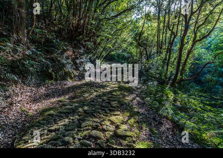 Un sentiero roccioso si snoda attraverso una lussureggiante foresta vicino a Shingū. Prefettura di Wakayama, Giappone Foto Stock