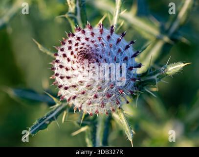 Cardo Loso - Cirsium eriophorum primo piano di fiori non aperti Foto Stock