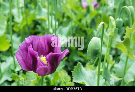 Fiore di papavero da oppio viola o bocciolo verde con steli e foglie in dettaglio nel campo primaverile. Papaver somniferum. Primo piano della testa di fiori viola con petali fragili. Foto Stock