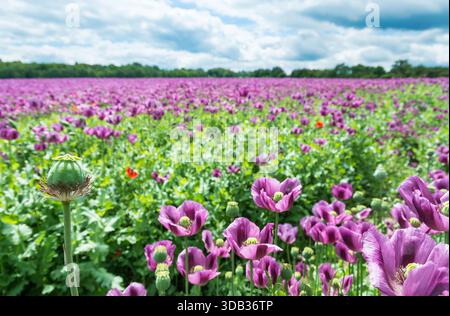 Piccola capsula verde di papavero da oppio e fiori viola nella scena primaverile. Papaver somniferum. Fioritura di fragili viole in un paesaggio tranquillo. Foto Stock