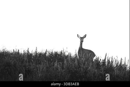 Bianco e nero minimalista di un cervo attento (Capreolus Capreolus) su una collina, minimalismo, monocromatico, spazio copia, sfondo bianco, Foto Stock
