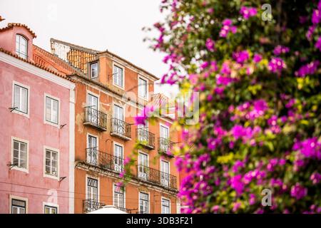Lisbona Portogallo 5 dicembre 2025. Le bouganville fiorite crescono accanto ad un condominio intempestivo con balconi ad Alfama. Foto Stock