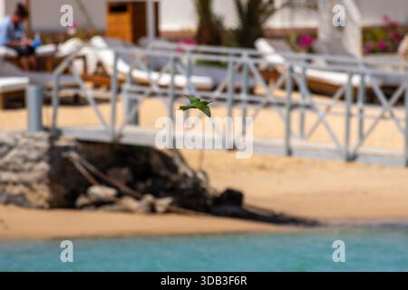 Merops persicus (Merops persicus) sorvola il lungomare di Gouna, Egitto Foto Stock