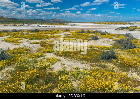 Tidy Suggerimenti, Goldfields, Lago di soda, Carrizo Plain monumento nazionale, California Foto Stock
