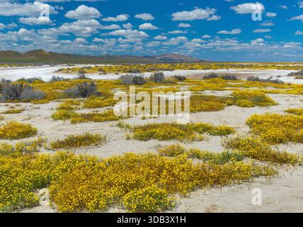 Tidy Suggerimenti, Goldfields, Lago di soda, Carrizo Plain monumento nazionale, California Foto Stock