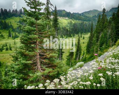 MONTE RAINIER NP, WASHINGTON - 14 agosto 2025 - fiori selvatici subalpini in fiore decorano una collina vicino a Paradise presso il Mount Rainier National Park, incorniciata da Foto Stock
