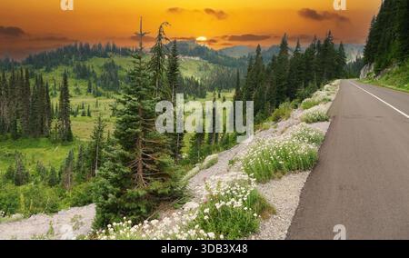 MT RAINIER NP, WASHINGTON - 14 agosto 2025 - strada asfaltata curvilinea che attraversa prati verdeggianti e pineta con tramonti che illuminano Mount Foto Stock